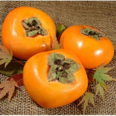 種なし柿 【秀品:サイズ・品種おまかせ】かき 約7.5kg / 紀伊国屋文左衛門本舗【1281479】