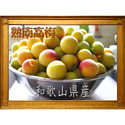 2026/6月より発送【梅干し・梅酒用】紀州和歌山の熟南高生梅3Lor2L-2kg【配送不可地域:離島・北海道・沖縄】【1294806】