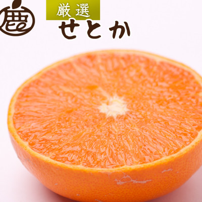 厳選 せとか2.5kg+250g(傷み補償分)【柑橘・春みかんの王様】【光センサー選果・食べ頃出荷】【配送不可地域：離島・北海道・沖縄】【1322892】