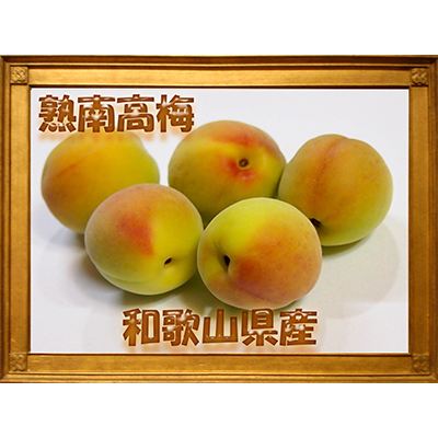 2026/6月より発送【梅干し・梅酒用】紀州和歌山の熟南高生梅4Lor3L-2kg【配送不可地域:離島・北海道・沖縄】【1375205】