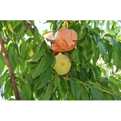 2026年 岡山白桃(晩生)ロイヤル【1箱3玉】【配送不可地域:離島】【1641751】