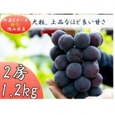 岡山県井原市産 ピオーネ 2房(1.2kg)【2026年8月下旬から順次発送】【配送不可地域:離島】【1565487】