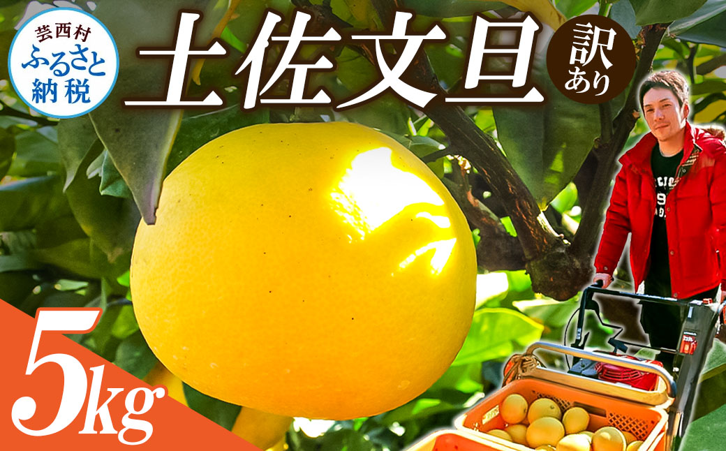 【先行予約】“高知県産”ワケあり土佐文旦(※シミ・キズあり)5kg・サイズおまかせ
