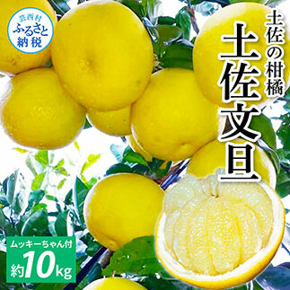 先行予約 土佐の柑橘 土佐文旦 10kg 詰め合わせ (皮むき機)付き 文旦 ぶんたん 10キロ 柑橘 高知県 高知 返礼品 故郷納税 25000円 果物 くだもの フルーツ お取り寄せ 美味しい おいしい ギフト プレゼント 贈答品 贈り物 お歳暮 熨斗 のし 常温
