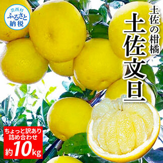 先行予約 土佐の柑橘 土佐文旦 10kg 詰め合わせ ちょっと訳あり 文旦 ぶんたん ブンタン 柑橘 高知県 高知 返礼品 故郷納税 16000円 果物 くだもの フルーツ お取り寄せ 美味しい おいしい ご家庭用 ご自宅用 規格外サイズ 傷 訳あり