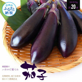 【先行予約】茄子（1本約70g）約20本入り - 高知県産 芸西村 ナス なす 野菜 新鮮 お取り寄せ 美味しい 煮浸し 味噌汁 麻婆茄子 料理 ふるさとのうぜい 故郷納税 6000円 返礼品 高知県 高知