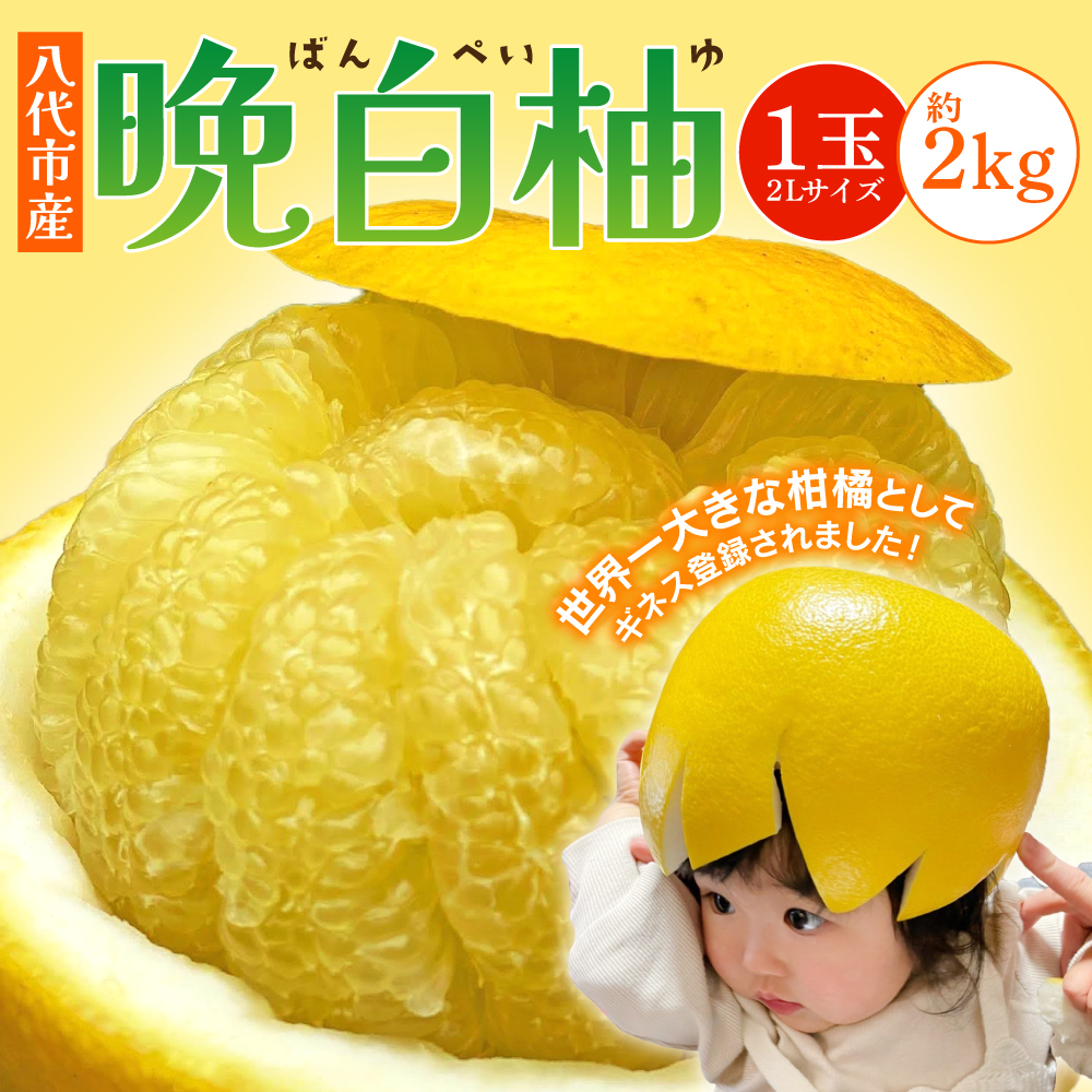 【先行予約】 八代市産 晩白柚 1玉 2Lサイズ 約2kg 果物 くだもの フルーツ 柑橘 柑橘類 贈り物 八代産 熊本県産 国産 【2025年12月下旬より順次発送】
