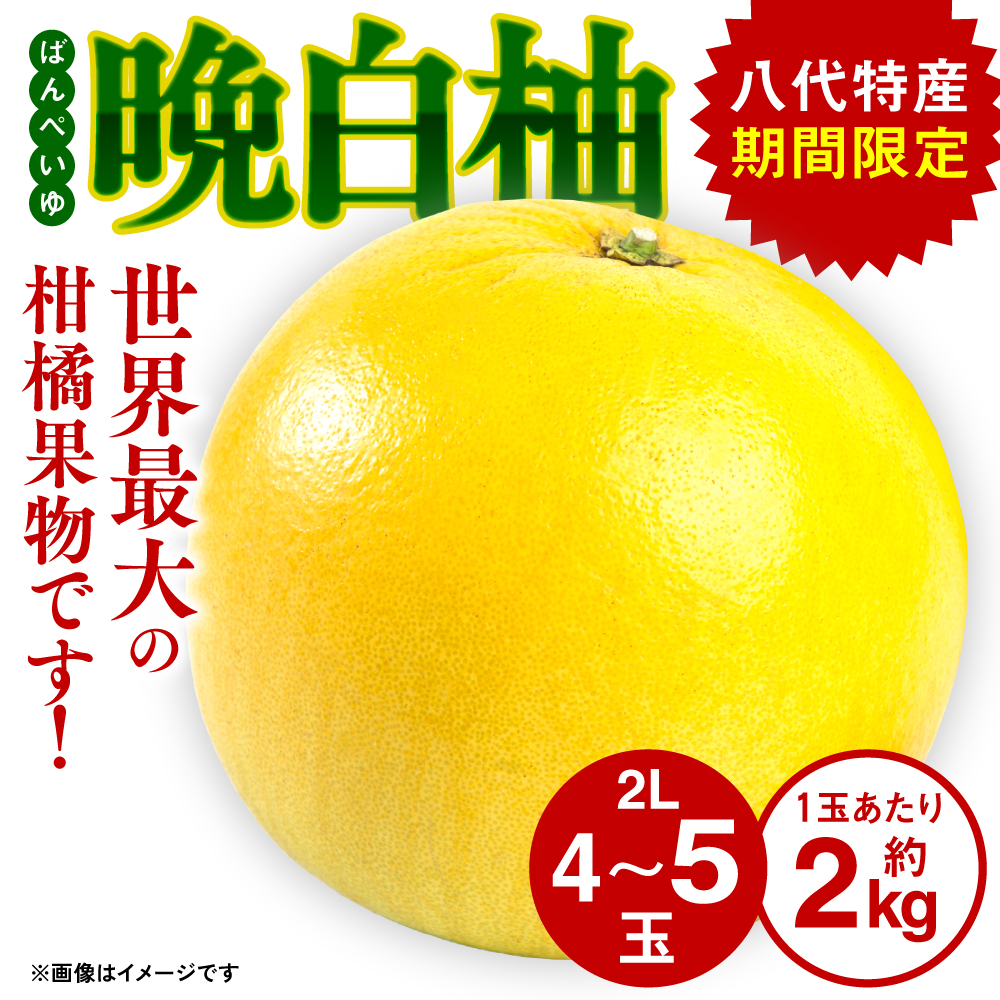 【先行予約】 八代特産 晩白柚 （ばんぺいゆ） 2Lサイズ(約2kg)×4玉～5玉 柑橘 果物 フルーツ 熊本県産 ばんぺいゆ フルーツ 柑橘 特産品 【2025年12月上旬より順次発送】