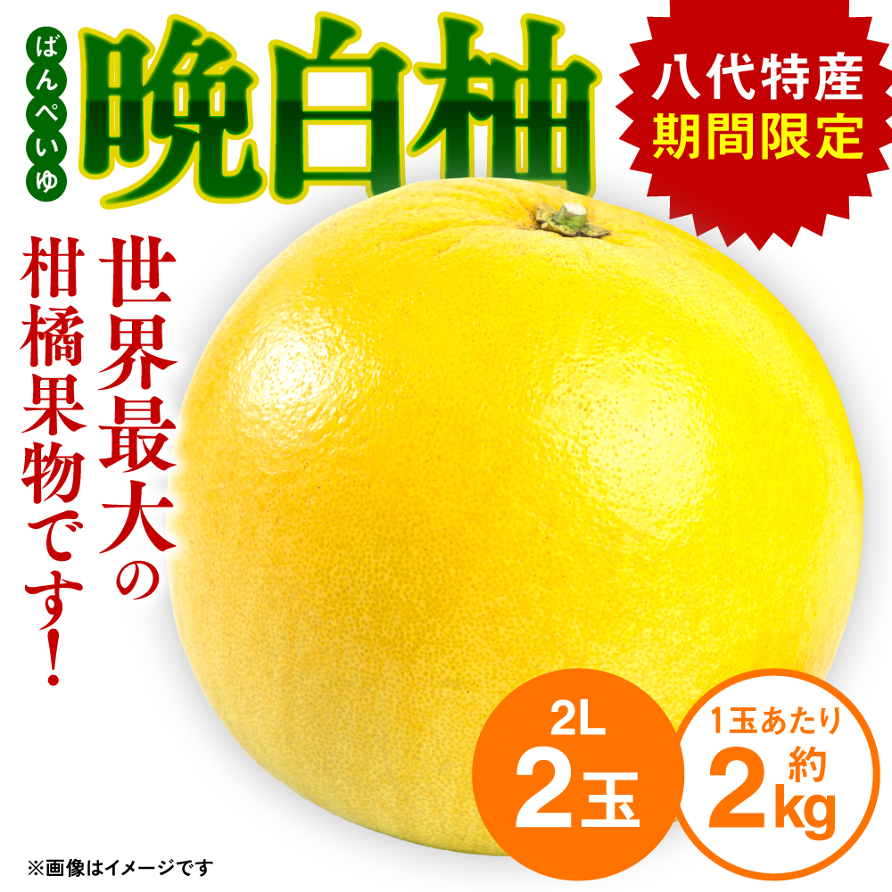 【先行予約】 八代特産 晩白柚 （ばんぺいゆ） 2Lサイズ(約2kg)×2玉 柑橘 果物 フルーツ 熊本県産 ばんぺいゆ フルーツ 柑橘 特産品 【2025年12月上旬より順次発送】