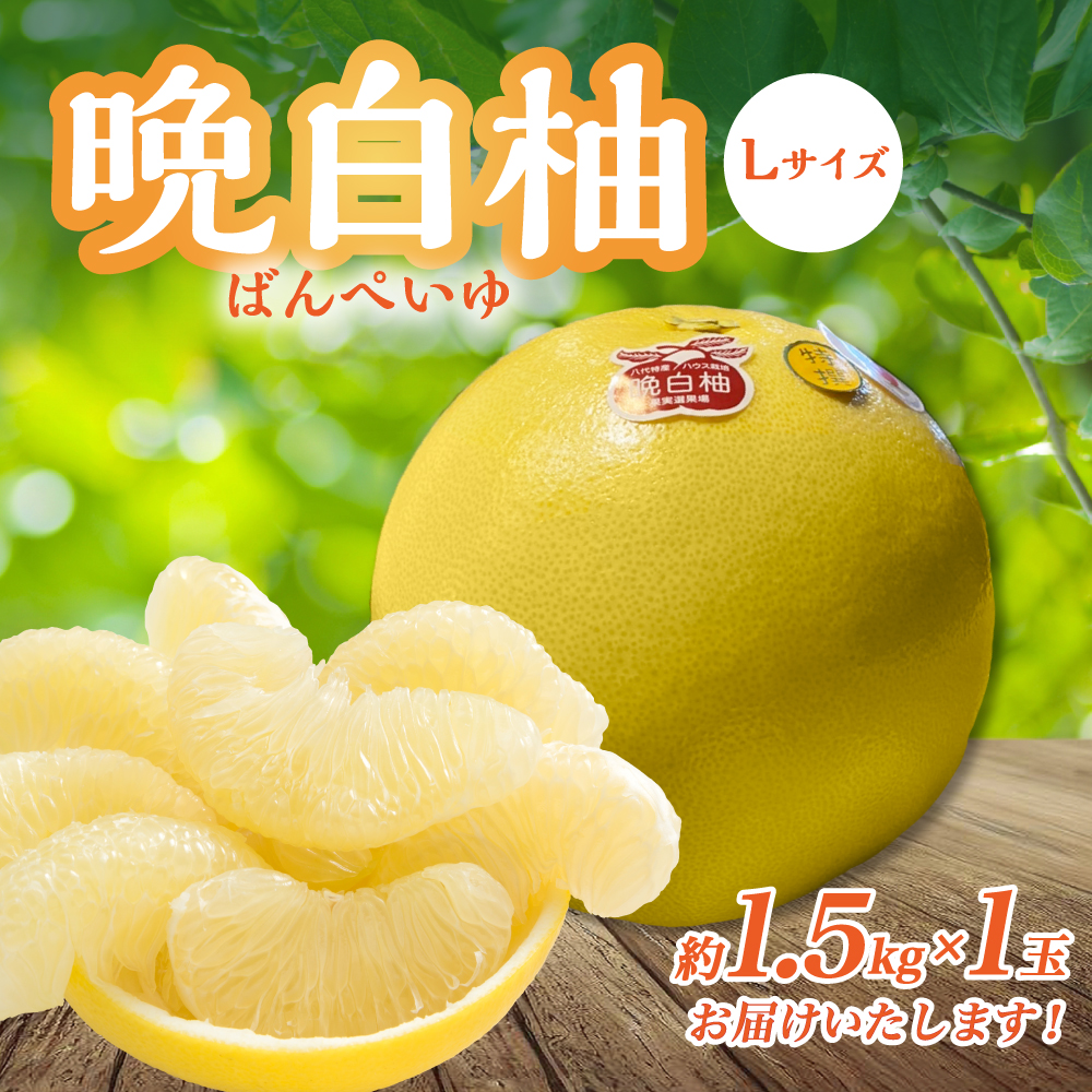 【先行予約】 熊本県八代市産 晩白柚 Lサイズ 1玉入り 果物 くだもの フルーツ ばんぺいゆ 柑橘 旬 国産 特産品 熊本県 八代市 【2025年12月下旬より順次発送】