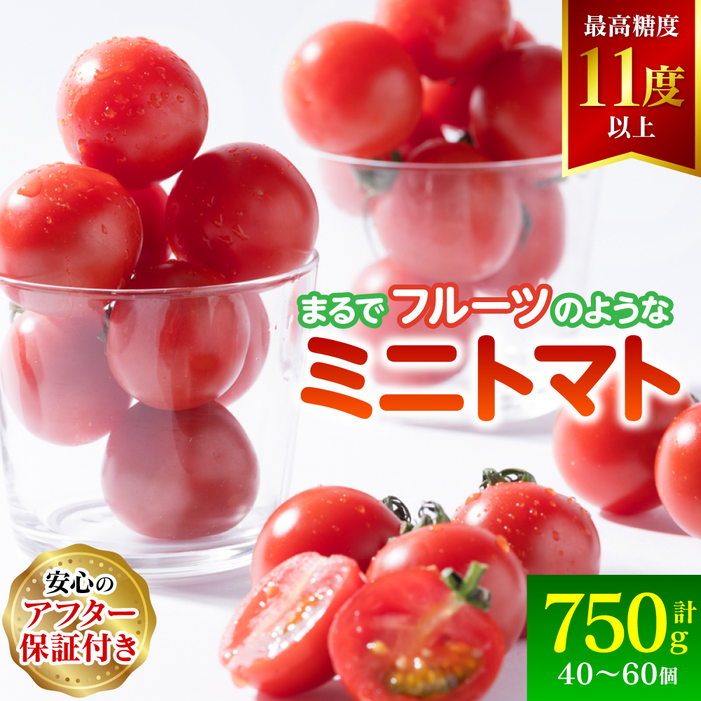 【先行予約】まるで フルーツ の様な ミニトマト 750g トマト 甘い 国産 野菜 やさい サラダ 【2026年1月上旬より順次発送】