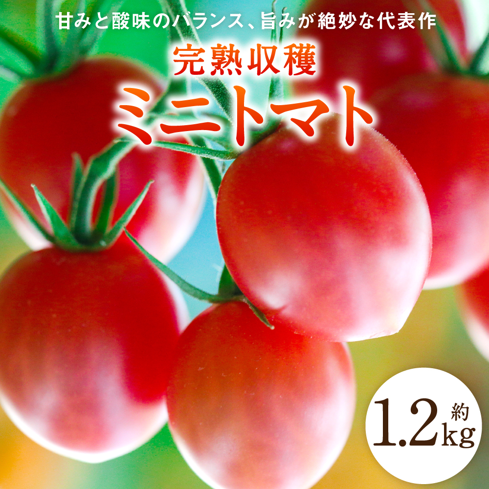 【先行予約】【甘みと酸味のバランス、旨みが絶妙な代表作】完熟収穫ミニトマト 約1.2kg トマト 甘い 野菜 旬 サラダ 【2025年11月上旬より順次発送】