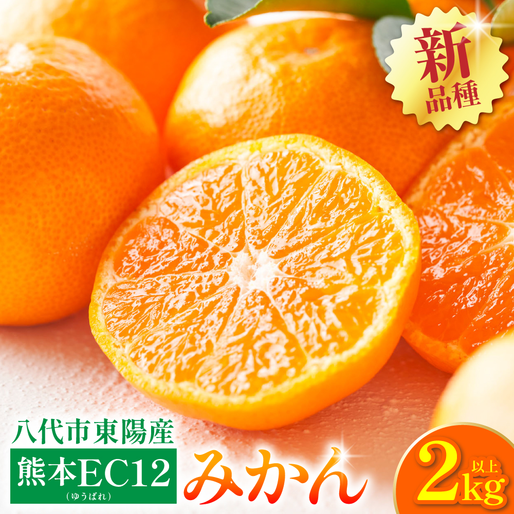 【先行予約】 八代市 東陽産 EC12みかん 2kg以上入り(8玉～20玉)  柑橘 ミカン くだもの 果物 フルーツ デザート 【2025年11月下旬より順次発送】