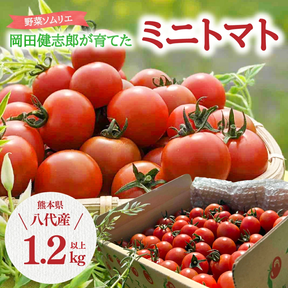 【先行予約】野菜ソムリエ岡田健志郎が育てた ミニトマト 1.2kg以上 トマト 野菜 熊本県産 新鮮 サラダ やさい とまと 八代市産 九州【2025年12月上旬より順次発送】