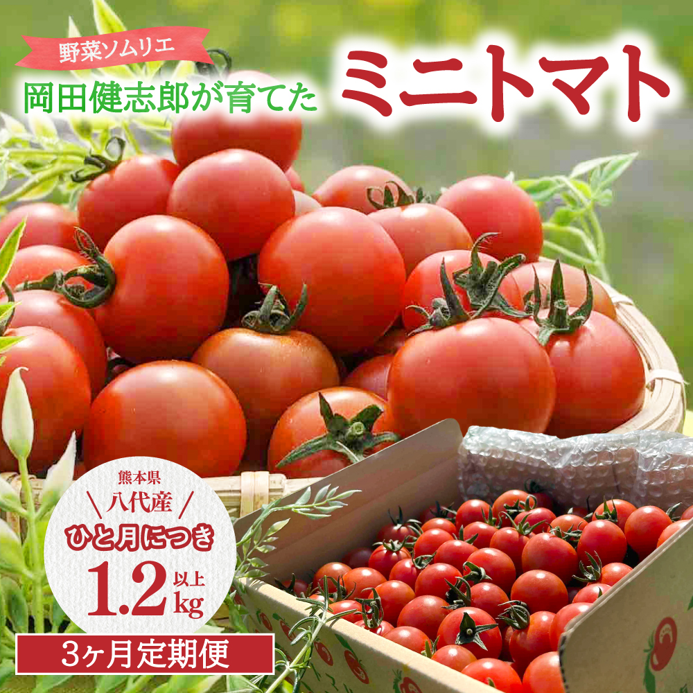 【先行予約】 【定期便3回】 野菜ソムリエ岡田健志郎が育てた ミニトマト1.2kg以上定期便 トマト 野菜 熊本県産 新鮮 サラダ やさい とまと 八代市産 九州 【2025年12月上旬より順次発送】