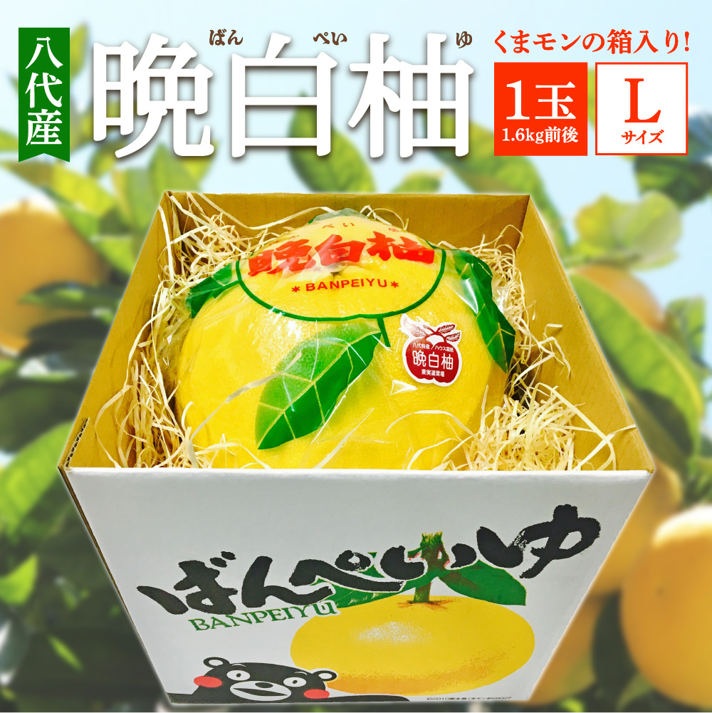 【先行予約】 八代産 晩白柚 1玉 Lサイズ（くまモンの箱入り）  柑橘 果物 フルーツ 熊本県産 ばんぺいゆ 八代 柑橘 特産品 旬 【2025年12月中旬より順次発送】