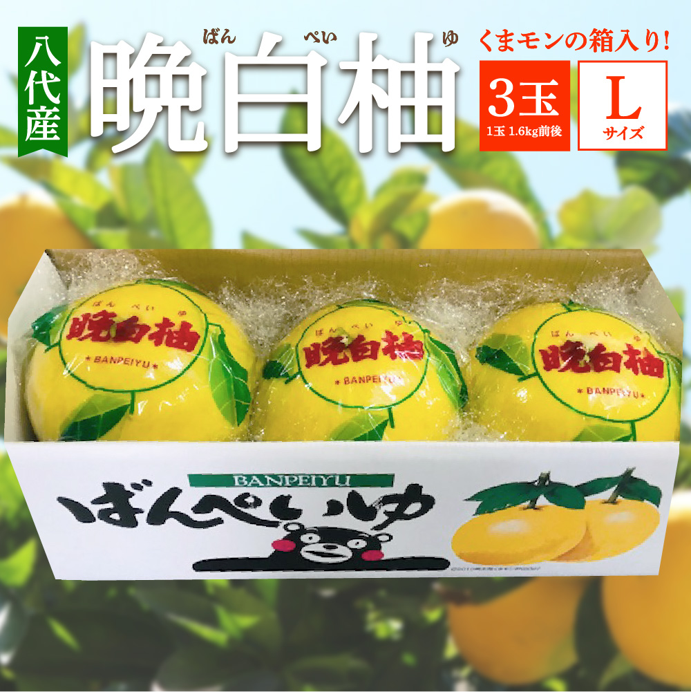 【先行予約】 八代産 晩白柚 3玉 Lサイズ（くまモンの箱入り）  柑橘 果物 フルーツ 熊本県産 ばんぺいゆ 八代 柑橘 特産品 旬 【2025年12月中旬より順次発送】