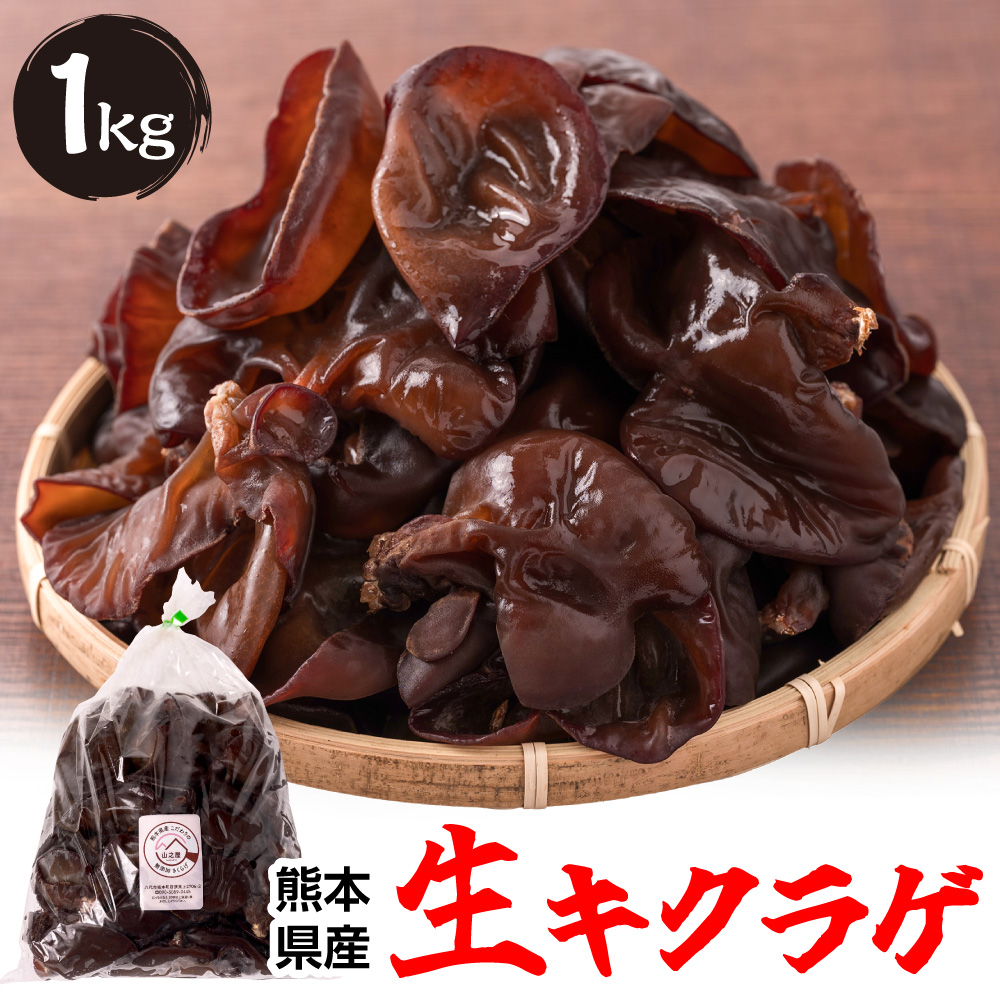 熊本県産 生キクラゲ 1kg きくらげ