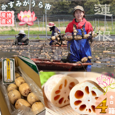 肉厚でシャキシャキの食感と甘みが特徴　　掘りたて れんこん　4Kg(4～7本)【配送不可地域：離島】【1336120】