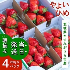 やよいひめ　朝摘み・当日発送　250g×4パック【配送不可地域：離島・沖縄】【1329784】