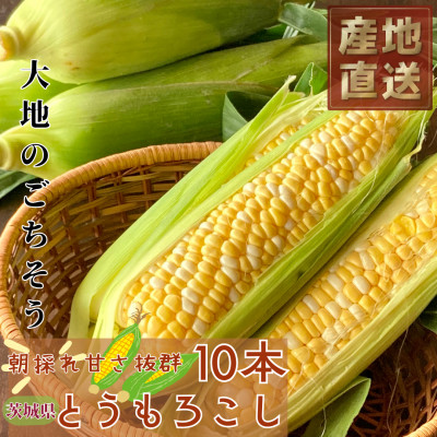 マルカファームの朝採れ「とうもろこし」10本セット【配送不可地域:離島・沖縄】【1404268】