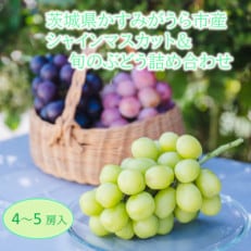 かすみがうら市産シャインマスカット＆旬のぶどう詰め合わせ　合計4～5房【配送不可地域：離島・沖縄】【1477662】