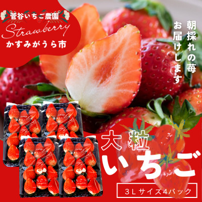 菅谷いちご園の完熟いちご『いちごっ子』 3Lサイズ 11粒×4パック【配送不可地域:離島・北海道・沖縄・信越、北陸・東海・近畿・中国・四国・九州】【1484634】