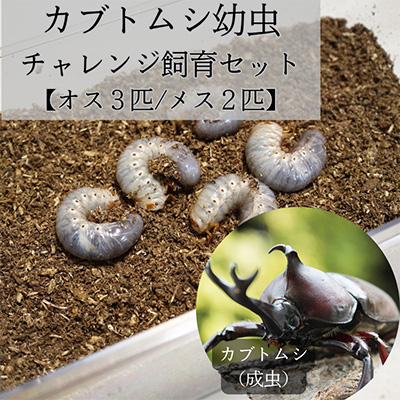 カブトムシ幼虫チャレンジ飼育セット(5匹)【オス3匹/メス2匹】【1487108】