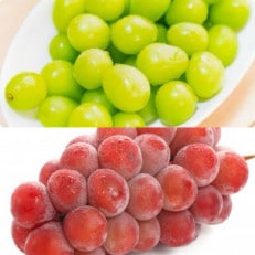 シャインマスカットとゴルビー　桐箱入り計2房　県内共通返礼品【配送不可地域：離島・北海道・沖縄・中国・四国・九州】【1515216】