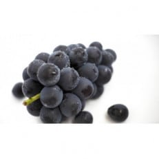 お中元　巨峰1房　県内共通返礼品【配送不可地域：離島・北海道・沖縄・中国・四国・九州】【1516407】