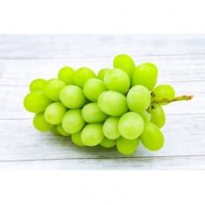 お中元　シャインマスカット桐箱入り2房　県内共通返礼品【配送不可地域：離島・北海道・沖縄・中国・四国・九州】【1516621】