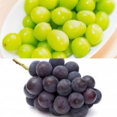 お中元　シャインマスカットとピオーネ　桐箱入り2房　県内共通返礼品【配送不可地域：離島・北海道・沖縄・中国・四国・九州】【1517227】