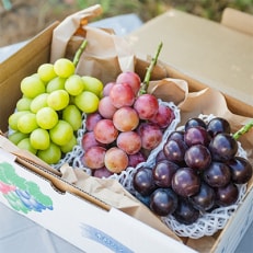 【先行受付】シャインマスカットと旬のぶどうの詰合せ　合計2～3房入【配送不可地域：離島・沖縄】【1243884】
