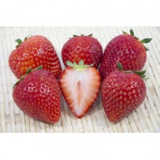 赤いちごとシャインマスカットの宝石箱 18粒入り 県内共通返礼品【配送不可地域：離島・北海道・沖縄・中国・四国・九州】【1509313】