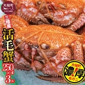 [令和8年発送][期間限定2026年3月〜4月発送]三陸産 三陸活毛ガニ 250g×3杯[配送日指定不可][05]