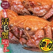 [期間限定3月〜4月発送]三陸産 三陸活毛ガニ 250g×3杯(3尾)[配送日指定不可]