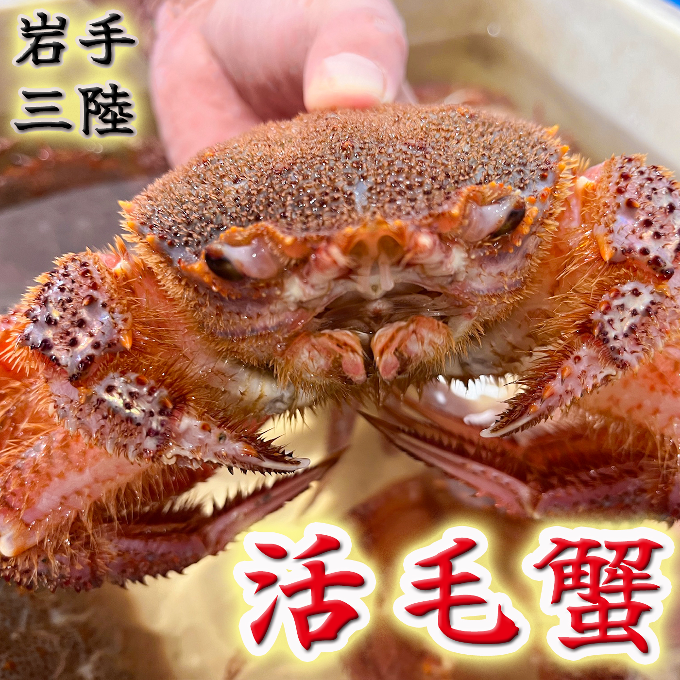【令和8年発送】岩手三陸産【活毛蟹】| 300g×2【2026年2月～4月発送】 新鮮の極 | 毛がに 毛かに
