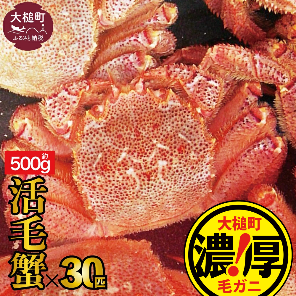【令和8年発送】三陸産!活毛ガニ  500g × 30 杯【2026年2月~4月発送】【配送日指定不可】