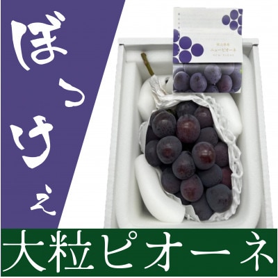 【2026年発送】岡山県産 ぼっけえ大粒ニューピオーネ1房(800g以上) 化粧箱入り【配送不可地域:離島】【1546680】