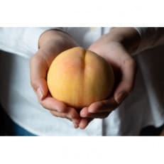 岡山県産「清水白桃」約1kg|2026年7月下旬以降順次発送予定【1516926】