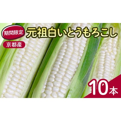 先行予約 京都府 元祖 白い とうもろこし ホワイトコーン 10本【配送不可地域：離島】【1617332】