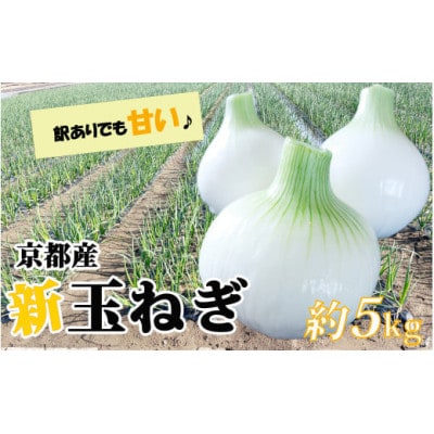 【訳アリ】たまねぎ 5kg　京都府久御山町産【1621127】