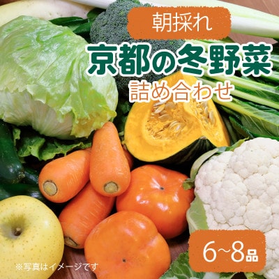 京都 朝採れ 冬野菜セット 6～8種【配送不可地域：離島】【1669703】