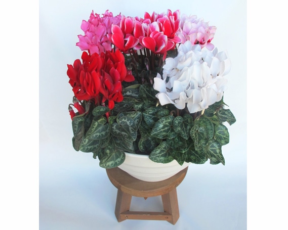 ガーデンシクラメン　寄せ植え　10号鉢