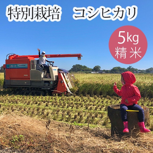 特別栽培　コシヒカリ　精米５kg