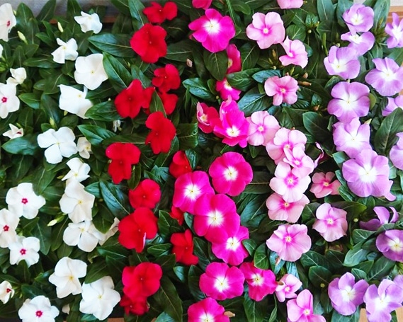 日々草　花苗セット