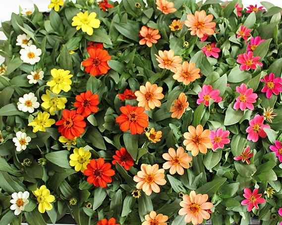 ジニア　プロフュージョン花苗セット