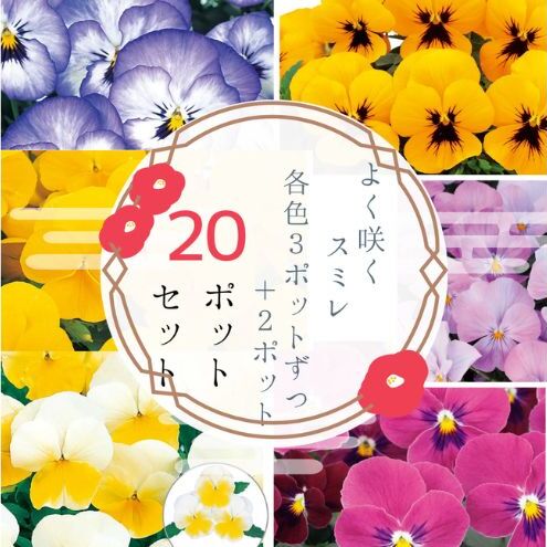 パンジー花苗セット よく咲くスミレ20ポットセット /花 パンジー よく咲くスミレ 花苗 花き品評会理事長賞受賞生産者直送 ガーデニング 花壇 苗 苗木 花の苗 花の苗物