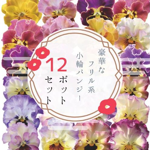 豪華なフリル系小輪パンジー12ポットセット / 花 パンジー フリル系  小輪 花苗 花き品評会理事長賞受賞生産者直送 ガーデニング 花壇 苗 苗木 花の苗 花の苗物