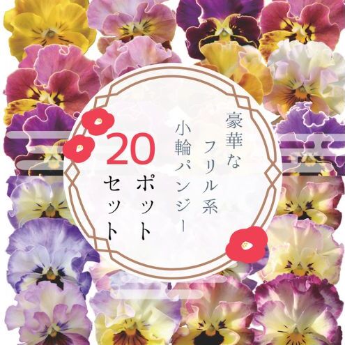 豪華なフリル系小輪パンジー20ポットセット / 花 パンジー フリル系  小輪 花苗 花き品評会理事長賞受賞生産者直送 ガーデニング 花壇 苗 苗木 花の苗 花の苗物